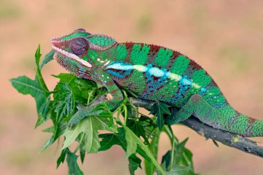 Panter bukalemunu (Furcifer pardalis) bir ağaç dalında
