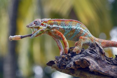 Panter bukalemunu (Furcifer pardalis) bir ağaç dalında