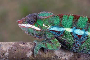 Panter bukalemunu (Furcifer pardalis) bir ağaç dalında
