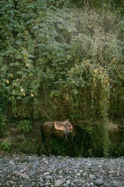 Doğada katır yiyor, Sinaloa Mexico