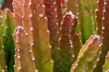 Değişik sulu stapelia leendertziae yakından. Arkaplan