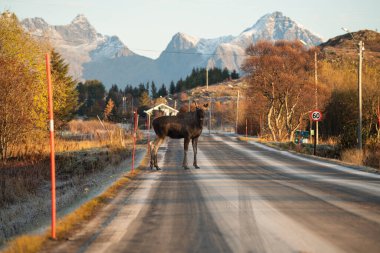 Geyik Ballstad yakınlarındaki buzlu yoldan geçiyor, Vestvgy, Lofoten Adaları, Norveç 