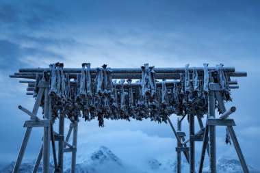 Morina balığı Norveç 'in Lofoten Adaları' ndaki soğuk kutup havasında kurumak üzere asılır.