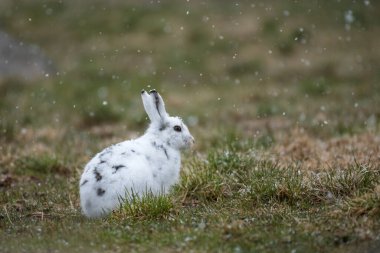 Dağın Tavşanı (Lepus timidus), Norveç 'in Lofoten Adaları' nda bahar aylarında beyaz kış kürkünden geçişte.