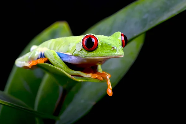葉の上に赤い目の木のカエルの写真を閉じる — ストック写真