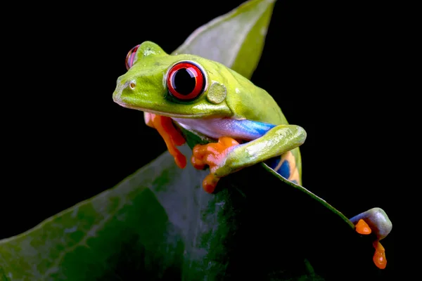 Close Photo Red Eyed Tree Frog Leaf — Stock Photo, Image