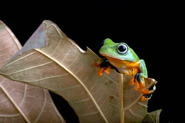 干叶中的黑色网状树蛙 — 图库照片