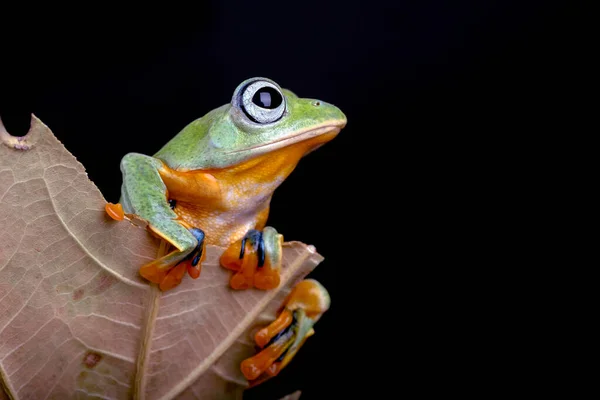 干叶中的黑色网状树蛙 — 图库照片