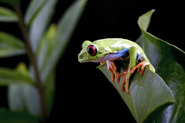 红眼树蛙在树叶上的近照 — 图库照片