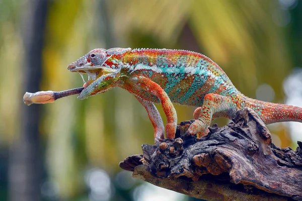 Panter Chameleon Furcifer Pardalis Větvi Stromu — Stock fotografie