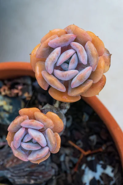 Multicolored Succulent Roset Pot — Stok Foto
