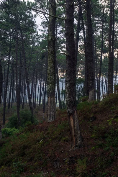 Early Morning Pine Forest Landscape — Stock Photo, Image