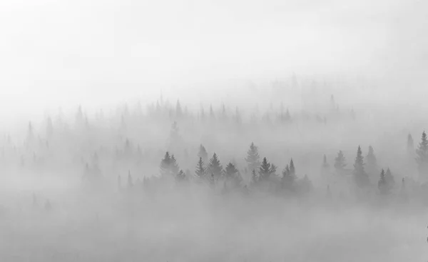 Drzewa Sosnowe Mgle Mgle Głęboko Lasach Maine — Zdjęcie stockowe