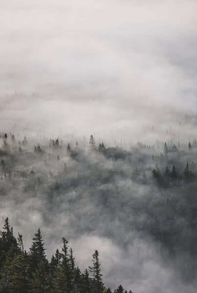 Fenyőerdő Elveszett Sűrű Köd Örvénylő Köd Maine Erdőben — Stock Fotó