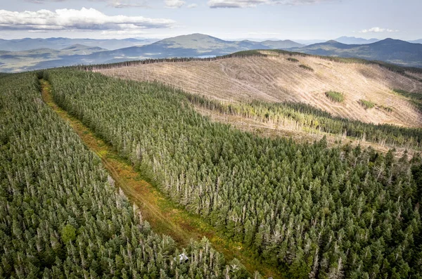 在缅因州和魁北克省边境的森林中伐木 — 图库照片