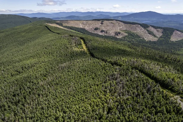 Flygfoto Skogsavverkning Clearcut Längs Gränsen Mot Usa Kanada Maine — Stockfoto
