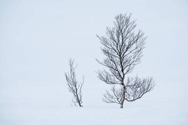 Téli Hegyi Nyírfa Havas Tájon Senja Norvégia — Stock Fotó