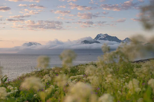 View Summer Wildflowers Mist Covered Mountains Vestvgy Lofoten Islands Norway — Stock Photo, Image
