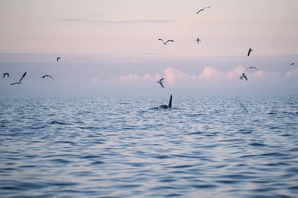 Baleia Assassina Orca Orcinus Orca Ilhas Lofoten Noruega — Fotografia de Stock