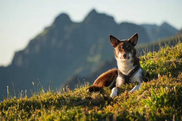 Jovem Cão Husky Sentado Paisagem Montanha Ilhas Lofoten Noruega — Fotografia de Stock