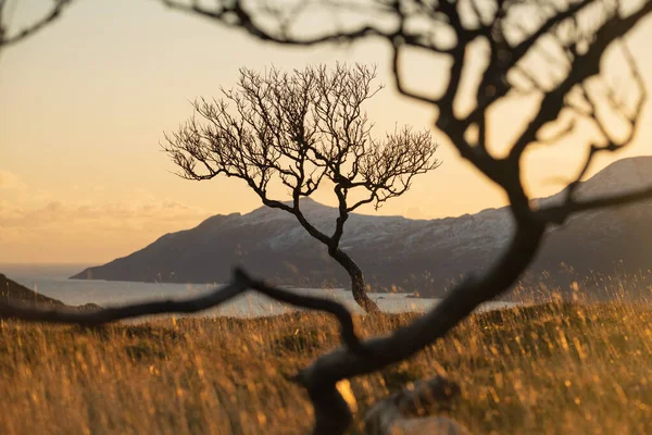 Bladloze Berkenboom Late Herfst Zonsondergang Vestvgy Lofoten Eilanden Noorwegen — Stockfoto