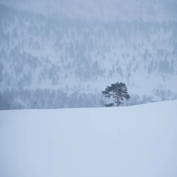 Winter Mountain Landscape Senja Norway — Stock Photo, Image