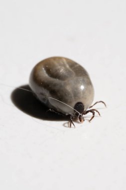 Kandan şişmiş akarsu, tehlikeli bir parazit ve enfeksiyon taşıyıcısı.