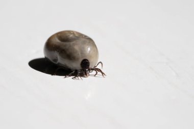 Beyaz arkaplanda izole edilmiş kanla dolu kene (Ixodes ricinus)