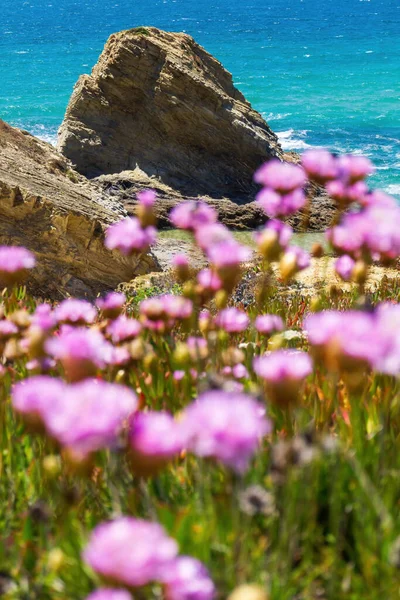 Pale Pink Flowers Armeria Turquoise Ocean Coast Close — Stock Photo, Image