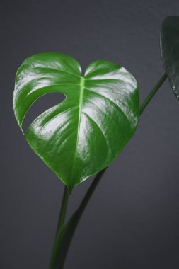 Canavar yaprağı yarıldı, genç çiçek.