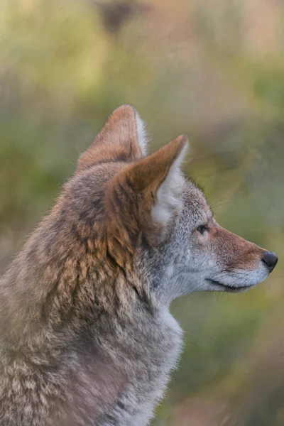 Coyote Wildlife Photography Brown Wild — Stock Photo, Image