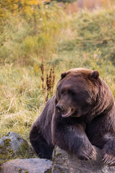Grizzly Bear Alaska Girdwood Anchorage — Stock Photo, Image