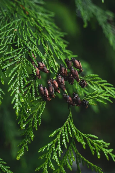 Cedar Tree Detail Pacific Northwest — Stock Photo, Image