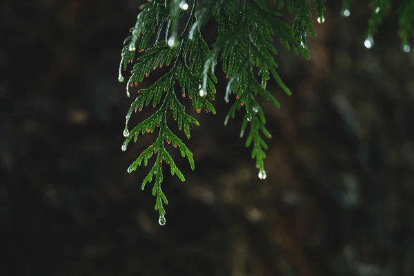 Rain Dew Drop Cedar Leaf — Stock Photo, Image