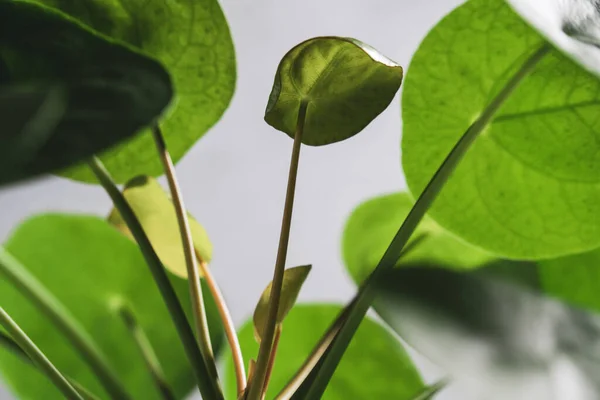 Pilea Peperomioides Rośliny Domowe Nowy Wzrost — Zdjęcie stockowe