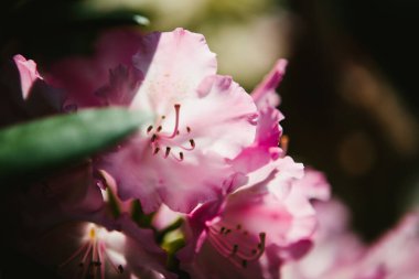Baharda güneş ışığındaki beyaz ve pembe tropikal çiçeklerin ayrıntıları