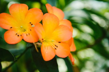 Bahçede yeşillik ve bitkiler olan turuncu tropikal çiçekler