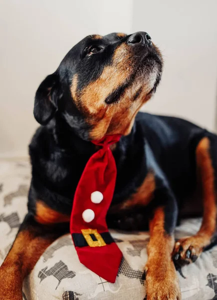 Rottweiler Dog Celebrating Christmas Red Tie — Stock Photo, Image