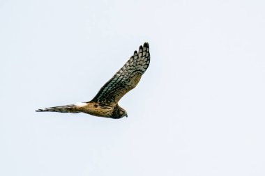 Boş bir gökyüzüne karşı uçan kuzey harrier 'inin yan görüntüsü