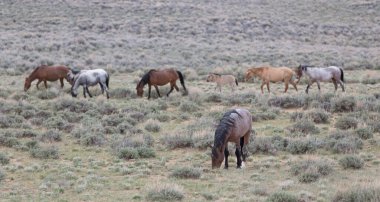 At kuyruğu yalnız aygırın arkasında yürüyor..
