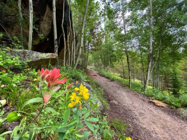 Wildflowers along a Colorado hiking trail. clipart