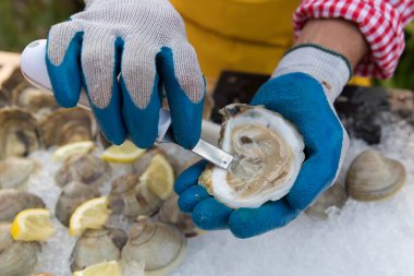 gloved hands shucking an oyster over ice clipart