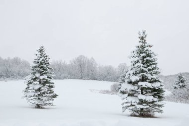 Kırsal alanda karla kaplı çam ağaçları.