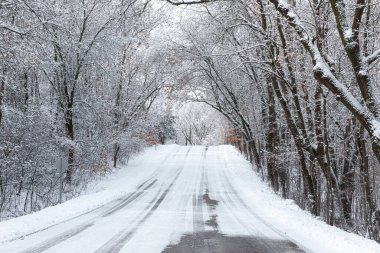 Country road lined with snow covered trees.