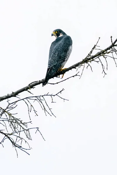 Closeup View Peregrine Falcon Perched Tree Branch — Stock Photo, Image