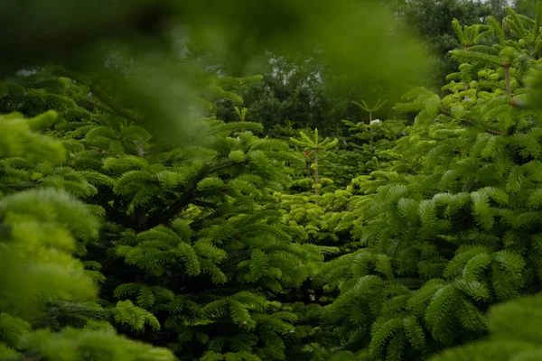 Freilandbetrieb Mit Biologischer Weihnachtsbaumplantage — Stockfoto