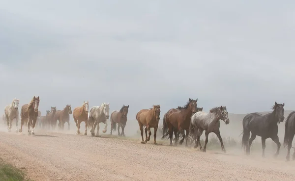 Stádo Koní Běží Prašné Cestě — Stock fotografie