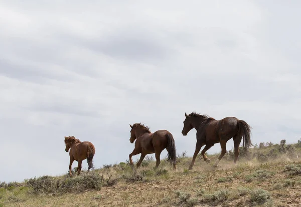 丘の中腹を走る三頭の馬 — ストック写真