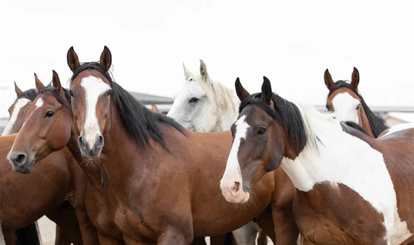 Rodeo Hästar Går Tillbaka Till Pennor — Stockfoto