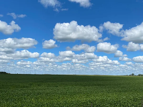 Fluffy Clouds Iowa Soybean Field — Photo